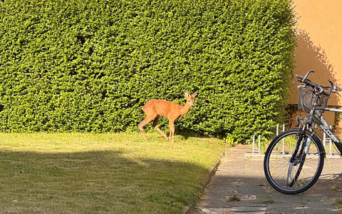POL-Bremerhaven: Polizeibeamte befreien Reh aus Hinterhof - Foto: presseportal.de
