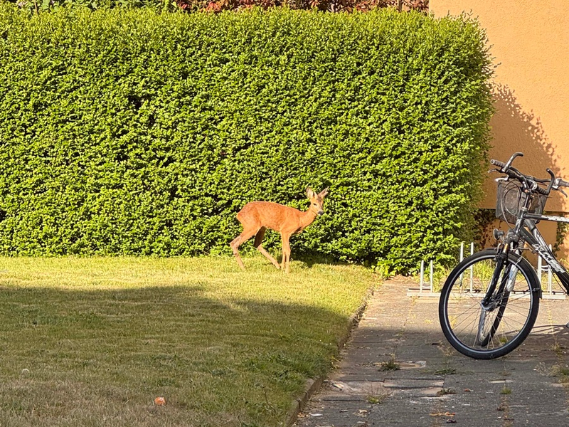POL-Bremerhaven: Polizeibeamte befreien Reh aus Hinterhof - Foto: presseportal.de