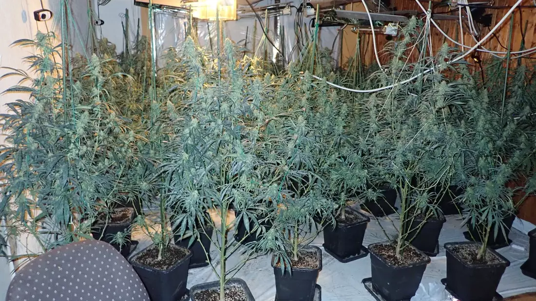 POL-ESW: Eschweger Kripo klärt Einbruchsserie und hebt Cannabisplantage aus - Bild: presseportal.de