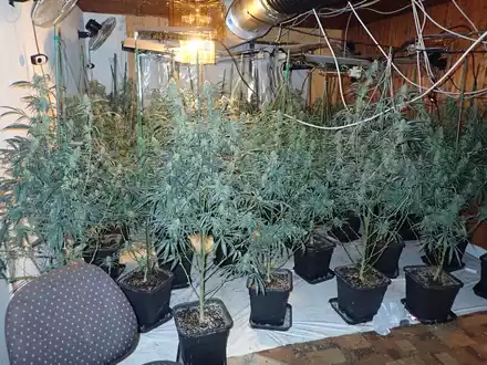 POL-ESW: Eschweger Kripo klärt Einbruchsserie und hebt Cannabisplantage aus - Foto: presseportal.de