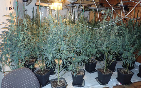 POL-ESW: Eschweger Kripo klärt Einbruchsserie und hebt Cannabisplantage aus - Foto: presseportal.de