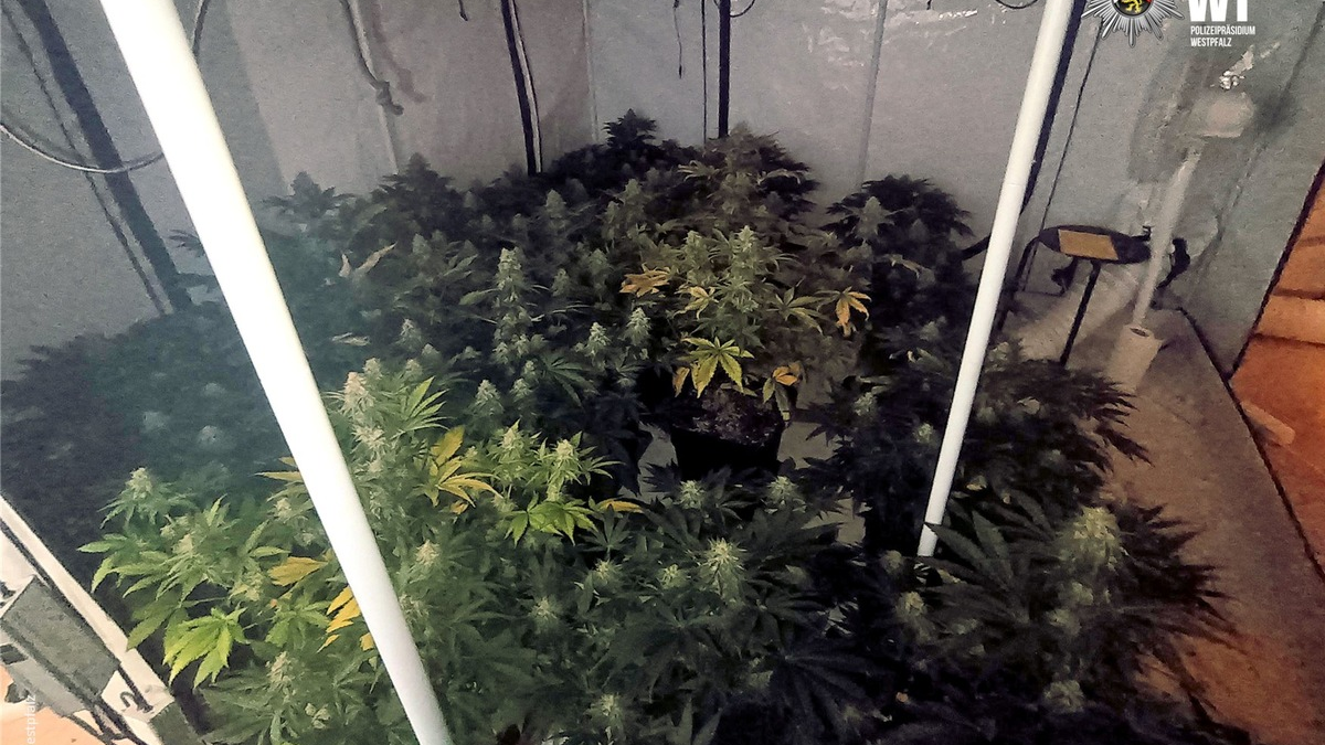 POL-PPWP: Drogen gezüchtet? - Foto: presseportal.de