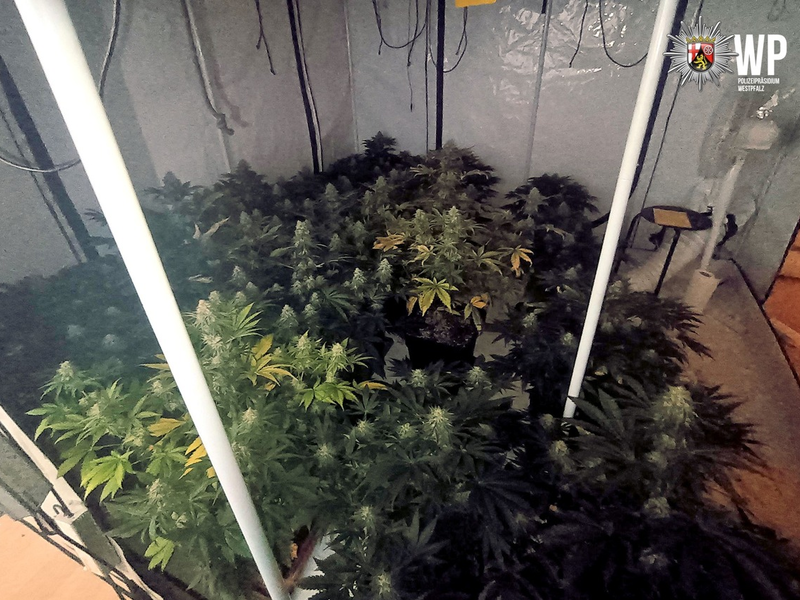 POL-PPWP: Drogen gezüchtet? - Foto: presseportal.de