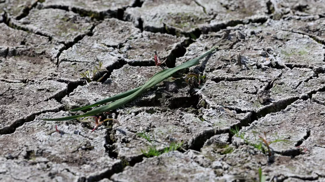 Die anhaltende Dürre hat zunehmend Folgen für Wald und Landwirtschaft. - Bild: Bernd Wüstneck/dpa