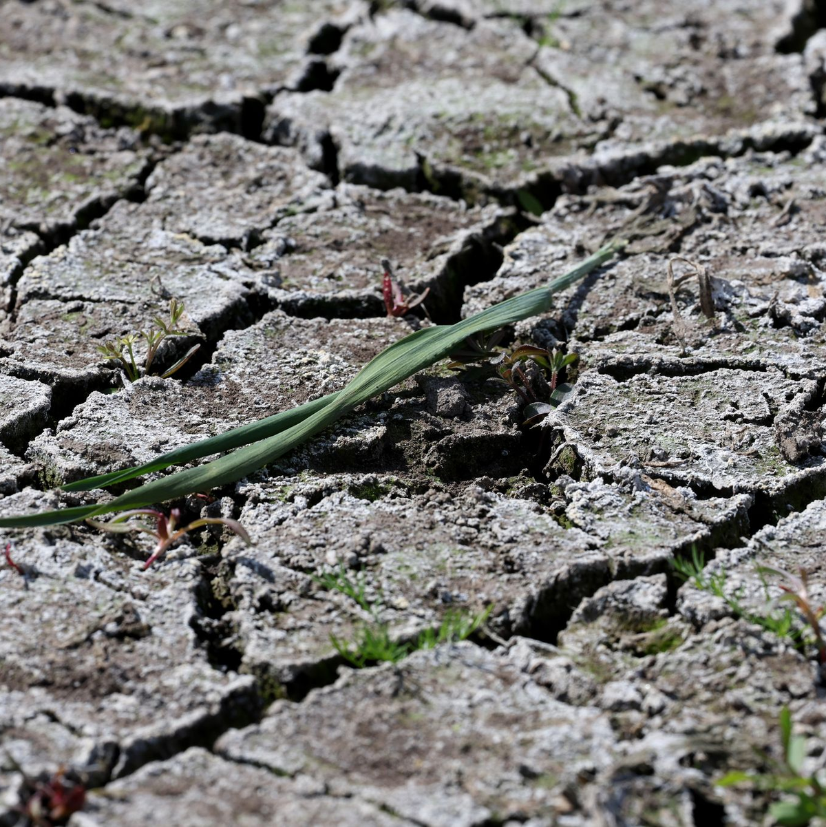 Am Boden zeigen sich Risse. - Foto: Bernd Wüstneck/dpa