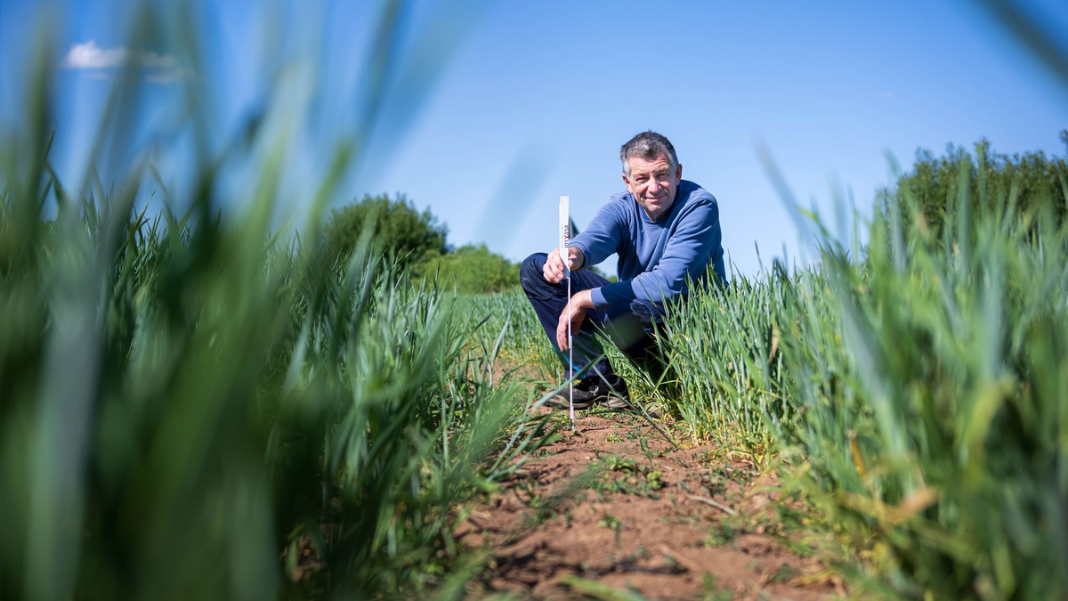 Von Dürre betroffene Flächen nehmen deutlich zu (Archivbild). - Foto: Sina Schuldt/dpa