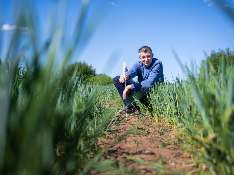 Von Dürre betroffene Flächen nehmen deutlich zu (Archivbild). - Foto: Sina Schuldt/dpa