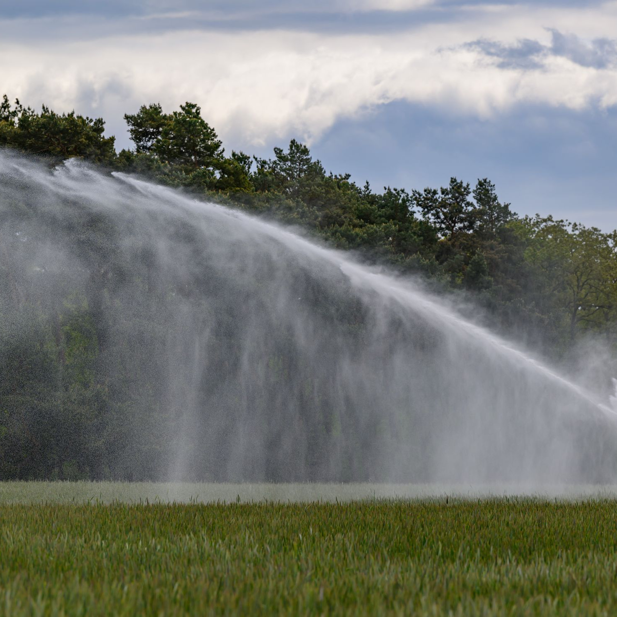 Der UFZ-Dürremonitor zeigt seit vielen Wochen verbreitet Dürre im Oberboden. - Foto: Patrick Pleul/dpa