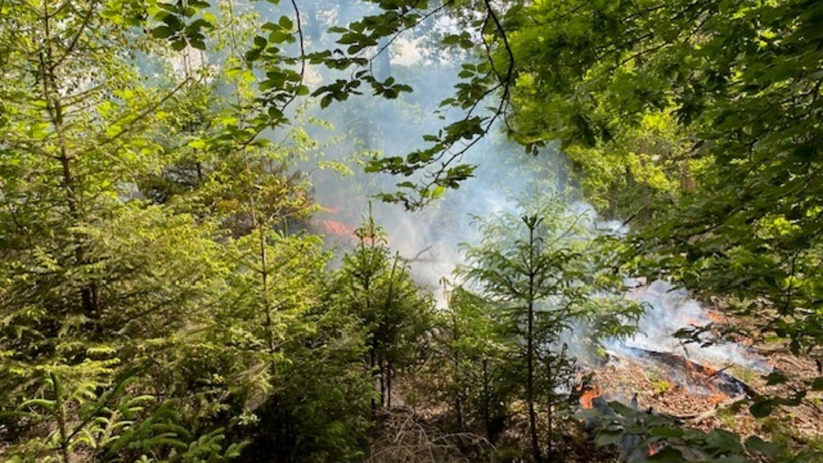 POL-PDTR: Brand eines Waldgeländes in Hermeskeil - Foto: presseportal.de