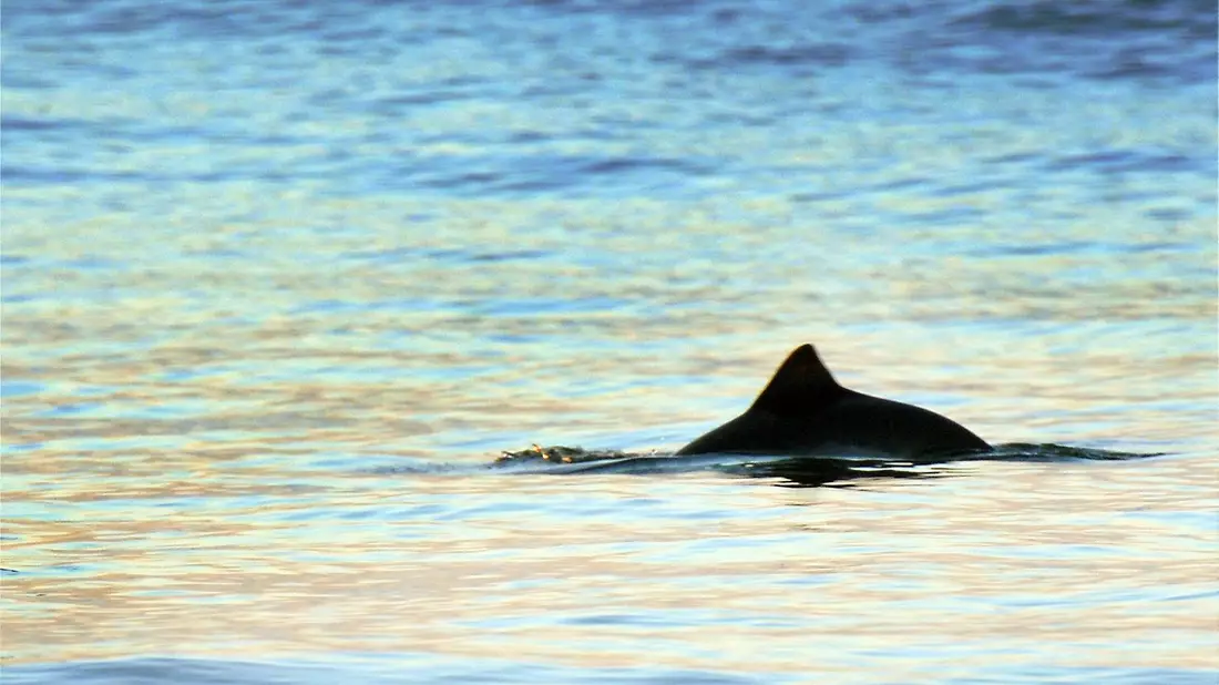 Der Schweinswal steht laut Dagmar Struß exemplarisch für den Zustand der Ostsee und ihre Schutzbedürftigkeit. (Symbolbild) - Bild: Kay Nietfeld/dpa
