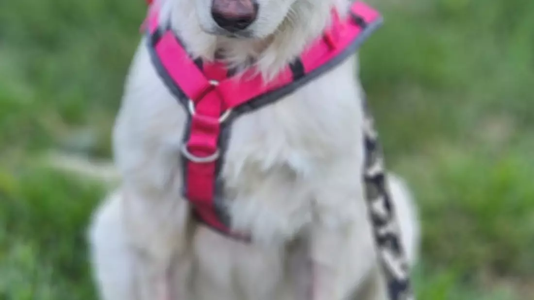 POL-AA: Westhausen: Kranker Hund ausgesetzt - Zeugen gesucht - Bild: presseportal.de