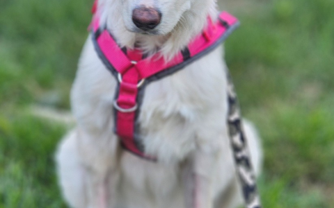 POL-AA: Westhausen: Kranker Hund ausgesetzt - Zeugen gesucht - Foto: presseportal.de