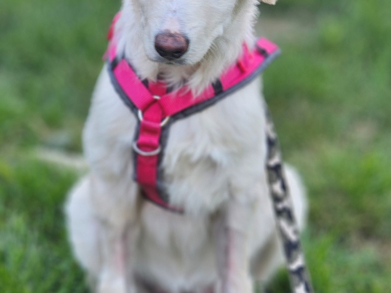 POL-AA: Westhausen: Kranker Hund ausgesetzt - Zeugen gesucht - Foto: presseportal.de