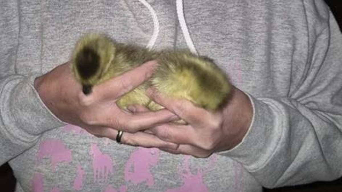 BPOL NRW: Küken auf Abwegen - Bundespolizei rettet zwei junge Gänse - Foto: presseportal.de