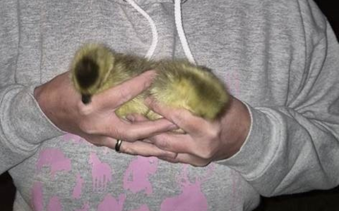 BPOL NRW: Küken auf Abwegen - Bundespolizei rettet zwei junge Gänse - Foto: presseportal.de