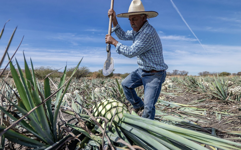 ZDF zeigt planet e.-Dokumentation über Zuckeralternativen - Foto: presseportal.de