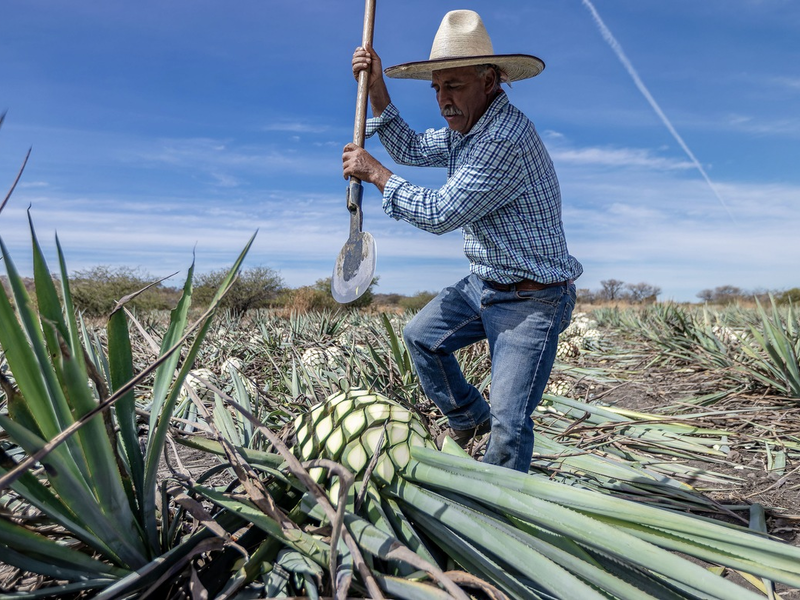 ZDF zeigt planet e.-Dokumentation über Zuckeralternativen - Foto: presseportal.de