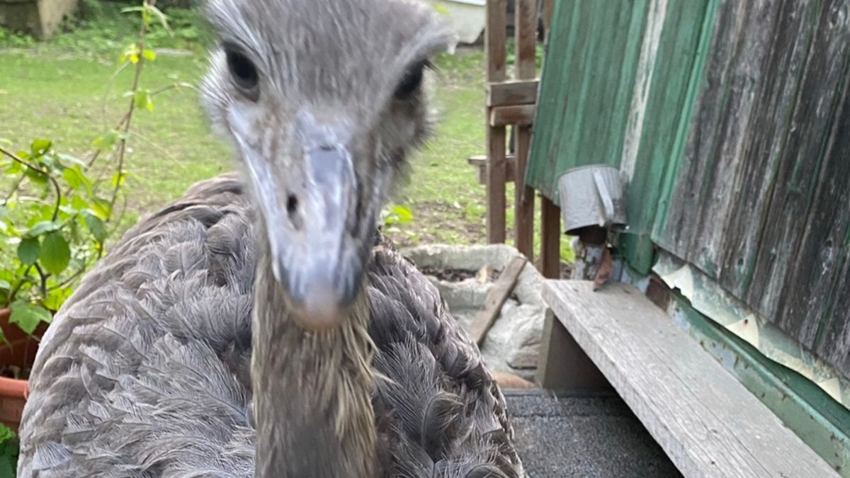 POL-SZ: Pressemitteilung des Polizeikommissariats Wolfenbüttel vom 17.06.2025: Nachtragsmeldung- Nandu wieder eingefangen - Foto: presseportal.de