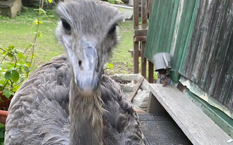 POL-SZ: Pressemitteilung des Polizeikommissariats Wolfenbüttel vom 17.06.2025: Nachtragsmeldung- Nandu wieder eingefangen - Foto: presseportal.de