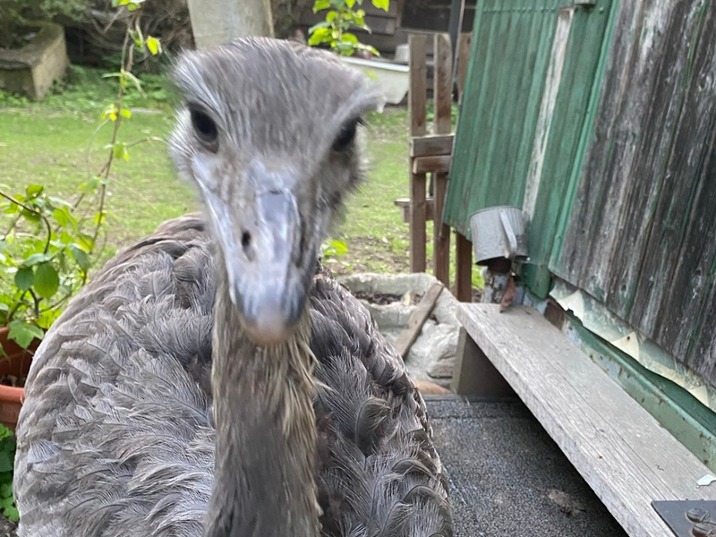 POL-SZ: Pressemitteilung des Polizeikommissariats Wolfenbüttel vom 17.06.2025: Nachtragsmeldung- Nandu wieder eingefangen - Foto: presseportal.de