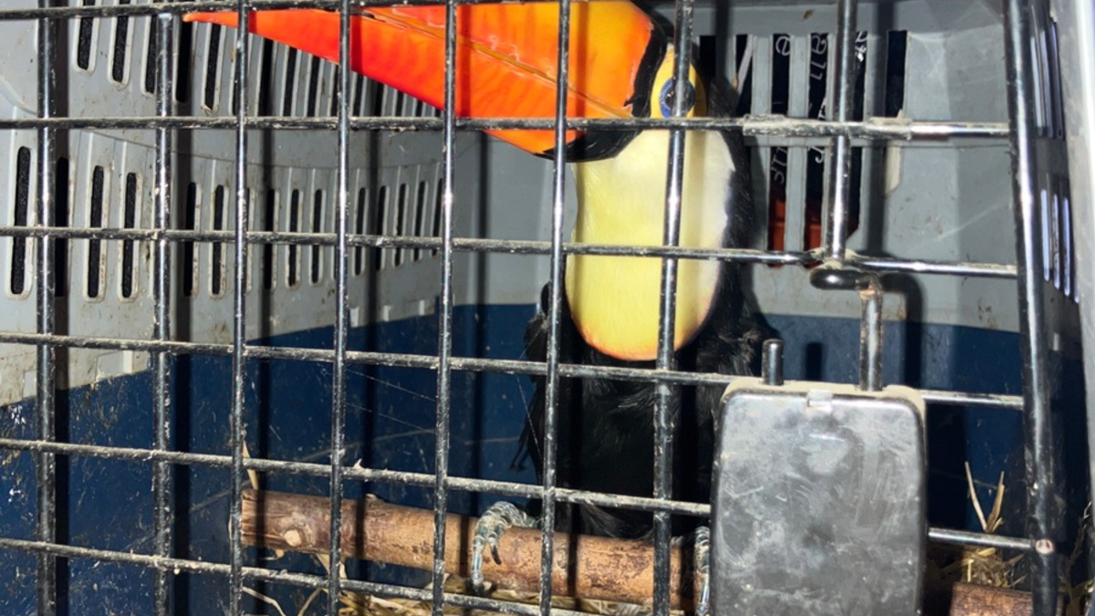 POL-H: Geschützte Tierarten bei Verkehrskontrolle auf der Autobahn (A) 2 entdeckt - Foto: presseportal.de