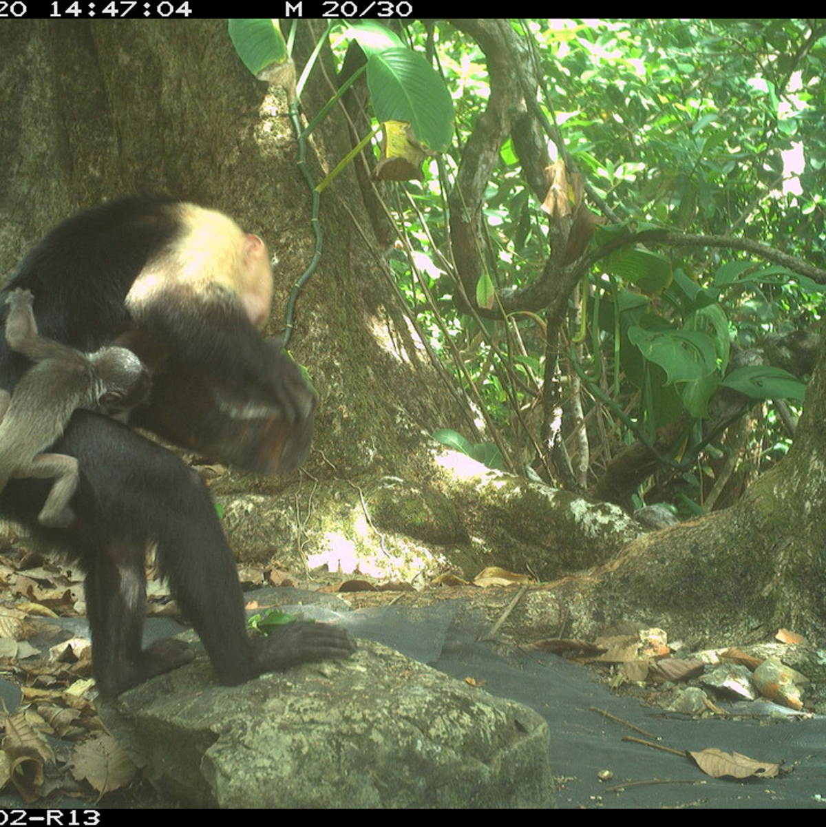Die gestohlene Brüllaffen-Jungen wurden im Beobachtungszeitraum bis zu neun Tage lang herumgeschleppt. - Foto: Brendan Barrett/Max-Planck-Institut für Verhaltensbiologie/dpa