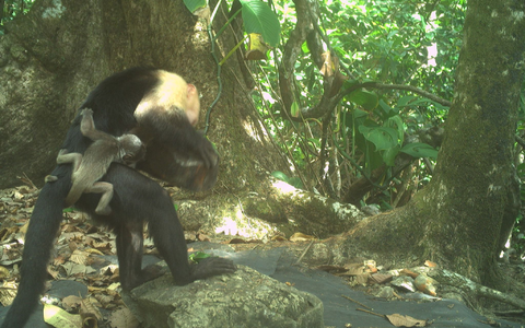 Die gestohlene Brüllaffen-Jungen wurden im Beobachtungszeitraum bis zu neun Tage lang herumgeschleppt. - Foto: Brendan Barrett/Max-Planck-Institut für Verhaltensbiologie/dpa