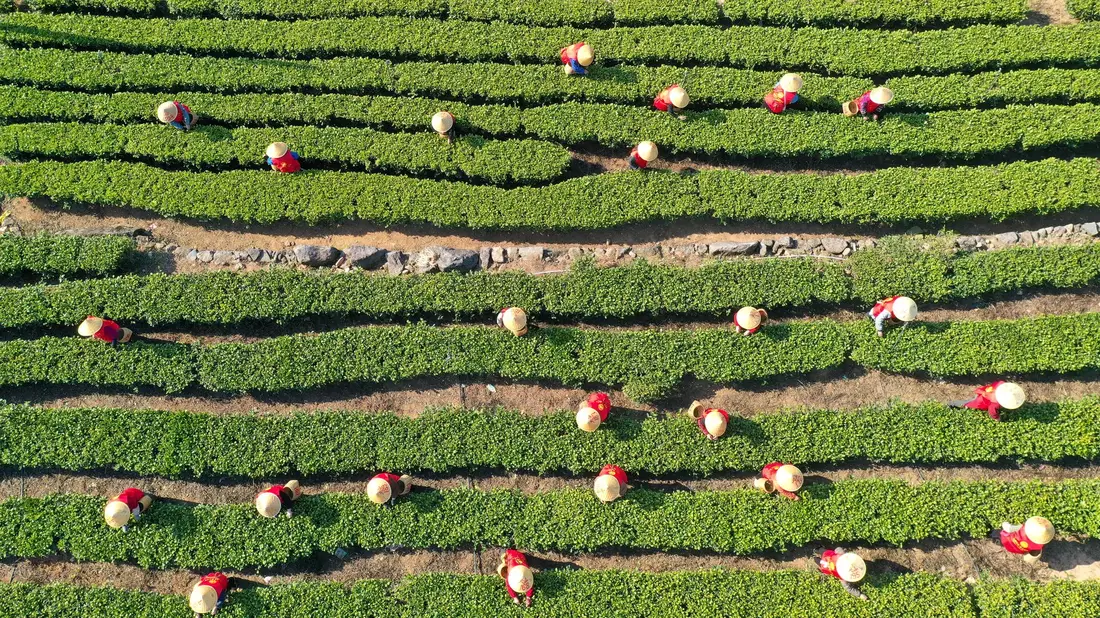 China hat im vergangenen Jahr rund 3,74 Millionen Tonnen Tee geerntet. (Archivbild) - Bild: Duan Junli/XinHua/dpa