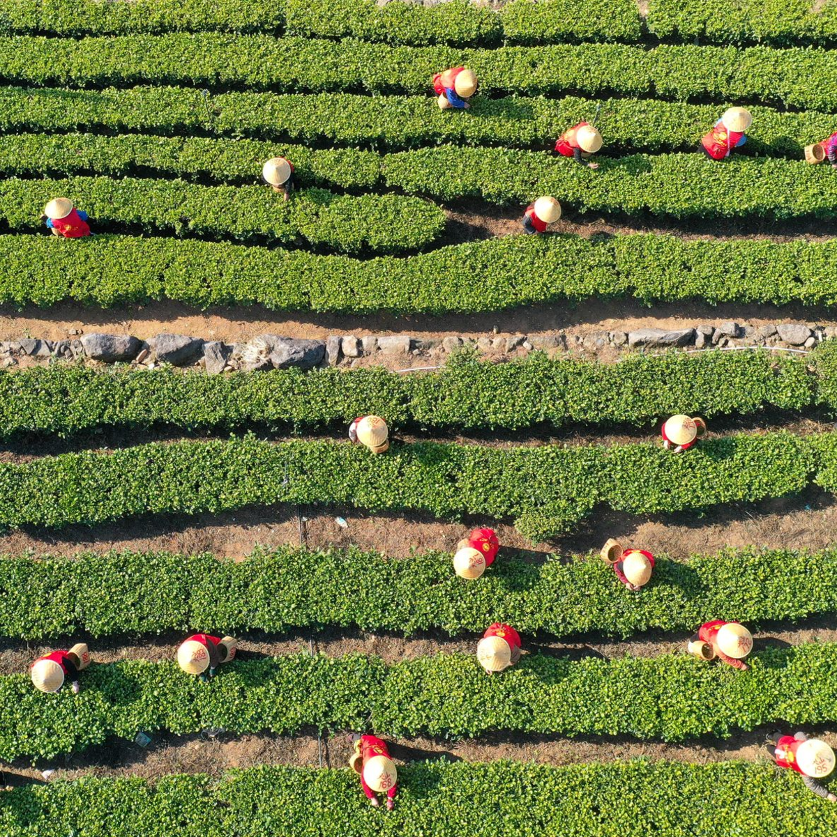 China hat im vergangenen Jahr rund 3,74 Millionen Tonnen Tee geerntet. (Archivbild) - Foto: Duan Junli/XinHua/dpa