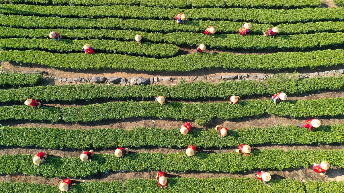 Die EU übertreibt nach Ansicht des Deutschen Teeverbands bei den Regularien zum Einsatz von Pflanzenschutzmitteln beim Teeanbau. - Foto: Duan Junli/XinHua/dpa