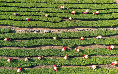 China hat im vergangenen Jahr rund 3,74 Millionen Tonnen Tee geerntet. (Archivbild) - Foto: Duan Junli/XinHua/dpa