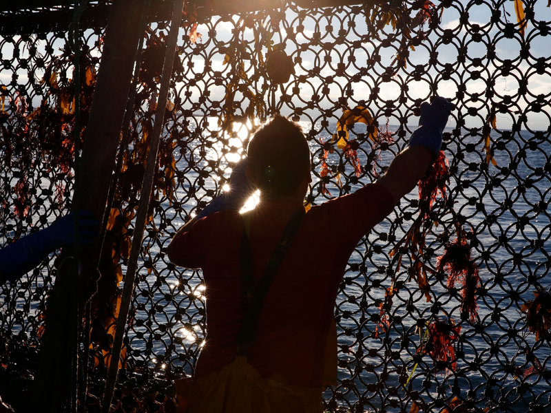 Ein Fischer an Bord eines Trawlers an der Grenze der französisch-britischen Gewässer. (Archivbild)  - Foto: Nicolas Garriga/AP/dpa