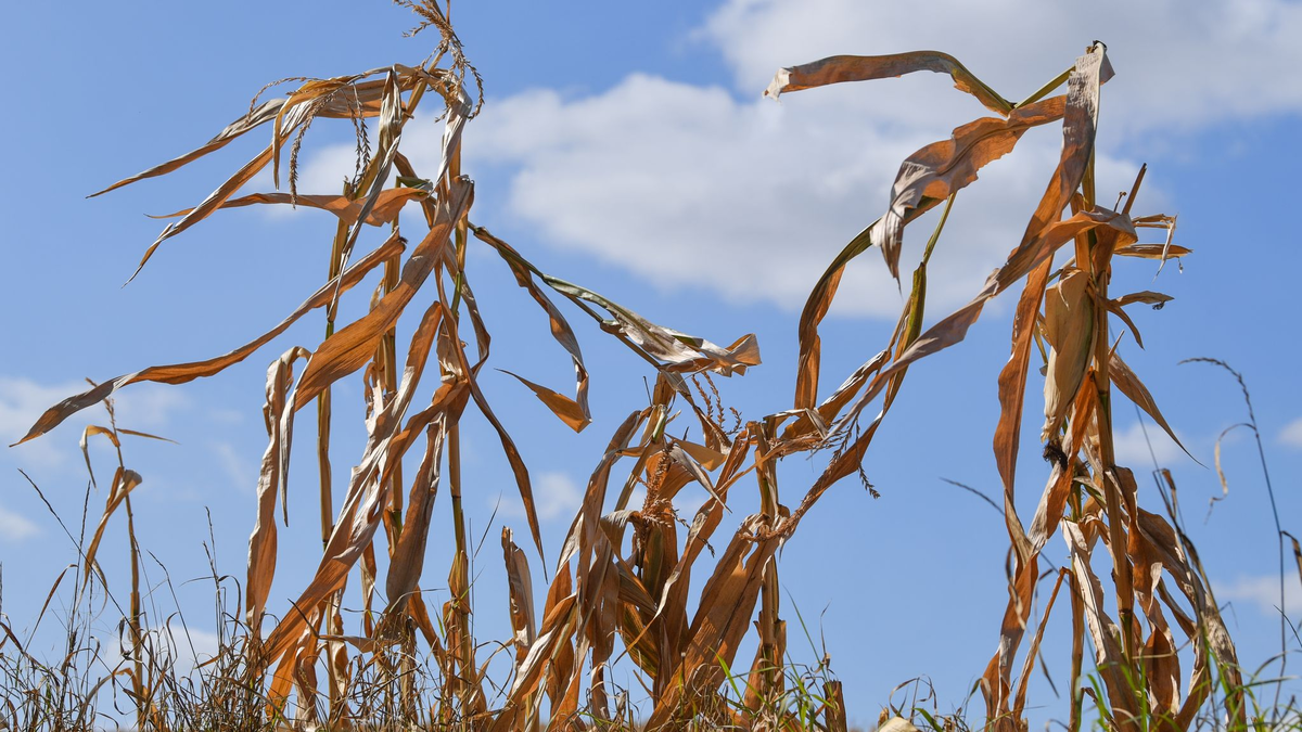Langfristige Sommerprognosen von Wetterdiensten zeigen Tendenzen, liefern aber keine konkreten Vorhersagen für einzelne Tage oder Wochen. - Foto: Patrick Pleul/dpa-Zentralbild/dpa