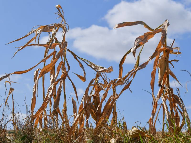 Langfristige Sommerprognosen von Wetterdiensten zeigen Tendenzen, liefern aber keine konkreten Vorhersagen für einzelne Tage oder Wochen. - Foto: Patrick Pleul/dpa-Zentralbild/dpa