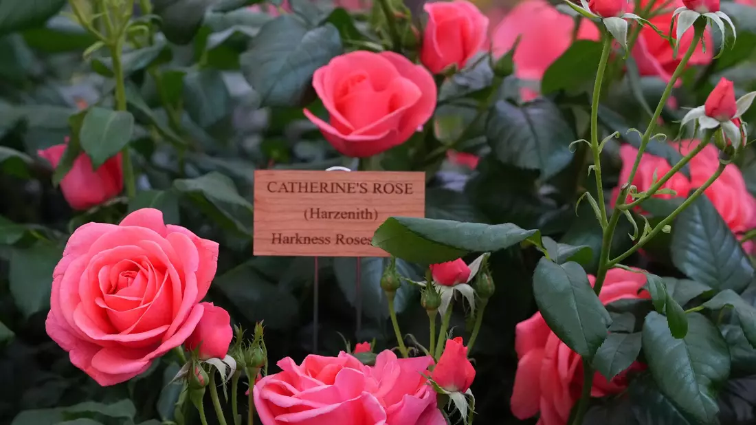 Chelsea Flower Show: Sehen und gesehen werden. - Bild: Kirsty Wigglesworth/AP/dpa