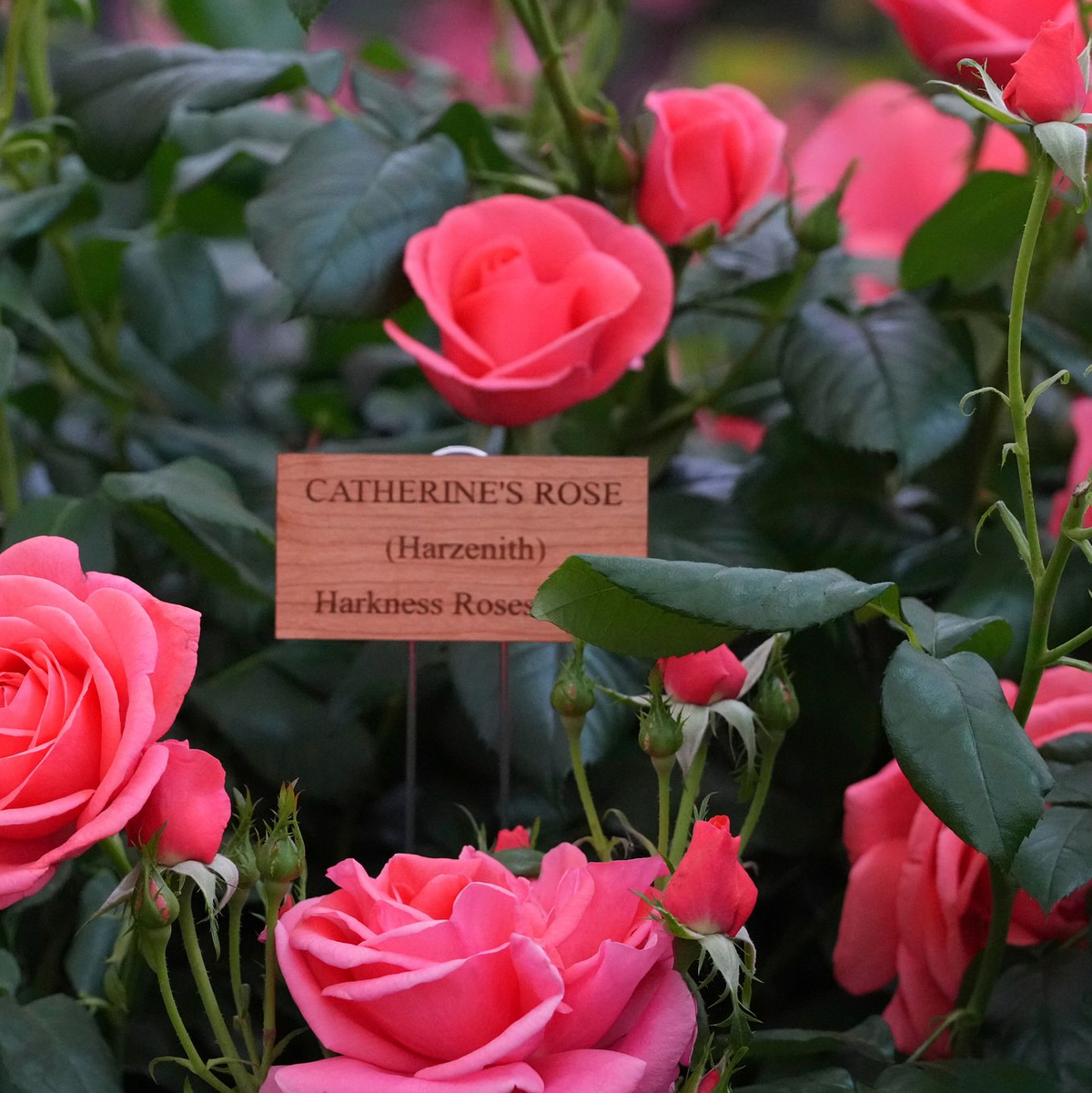 Chelsea Flower Show: Sehen und gesehen werden. - Foto: Kirsty Wigglesworth/AP/dpa