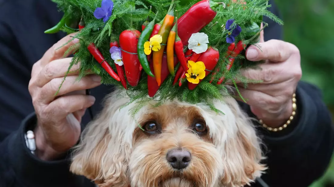 Hund Chili bekommt ein Krönchen aus Chilis aufgesetzt. - Bild: Kirsty Wigglesworth/AP/dpa