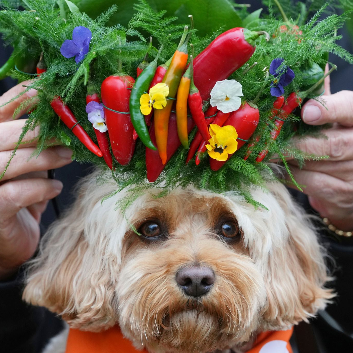 Hund Chili bekommt ein Krönchen aus Chilis aufgesetzt. - Foto: Kirsty Wigglesworth/AP/dpa