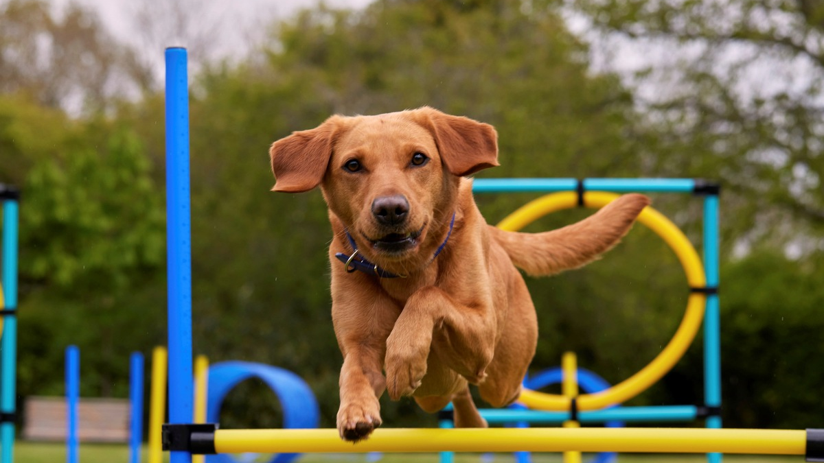 Ausgeglichen statt aufgedreht / So bleiben aktive Hunde mental und körperlich in Balance - Foto: presseportal.de