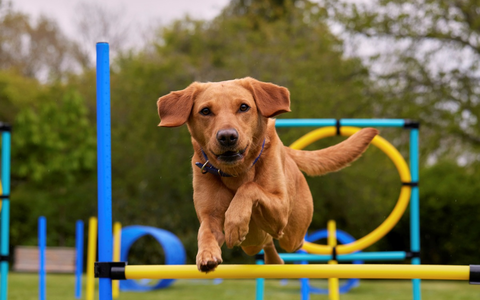 Ausgeglichen statt aufgedreht / So bleiben aktive Hunde mental und körperlich in Balance - Foto: presseportal.de