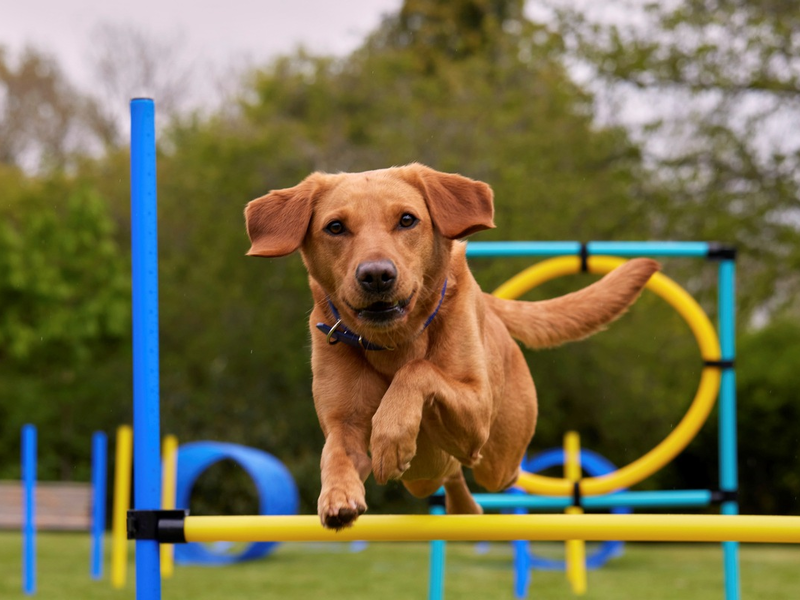 Ausgeglichen statt aufgedreht / So bleiben aktive Hunde mental und körperlich in Balance - Foto: presseportal.de