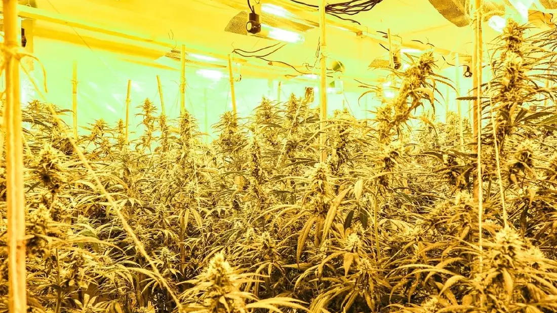POL-MG: Durchsuchung im Stadtteil Geneicken: Etwa 900 Cannabis-Pflanzen beschlag-nahmt, zwei Tatverdächtige in Untersuchungshaft - Bild: presseportal.de