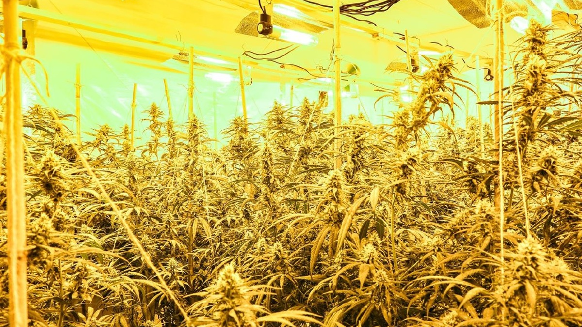 POL-MG: Durchsuchung im Stadtteil Geneicken: Etwa 900 Cannabis-Pflanzen beschlag-nahmt, zwei Tatverdächtige in Untersuchungshaft - Foto: presseportal.de