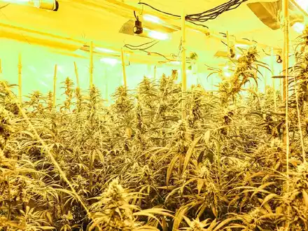 POL-MG: Durchsuchung im Stadtteil Geneicken: Etwa 900 Cannabis-Pflanzen beschlag-nahmt, zwei Tatverdächtige in Untersuchungshaft - Foto: presseportal.de