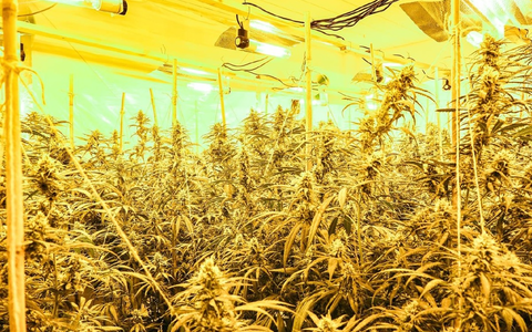 POL-MG: Durchsuchung im Stadtteil Geneicken: Etwa 900 Cannabis-Pflanzen beschlag-nahmt, zwei Tatverdächtige in Untersuchungshaft - Foto: presseportal.de