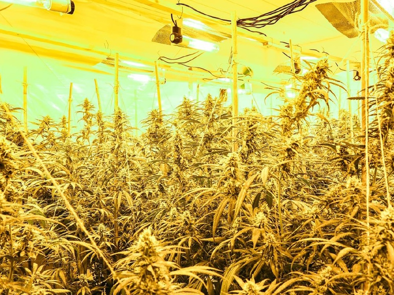 POL-MG: Durchsuchung im Stadtteil Geneicken: Etwa 900 Cannabis-Pflanzen beschlag-nahmt, zwei Tatverdächtige in Untersuchungshaft - Foto: presseportal.de