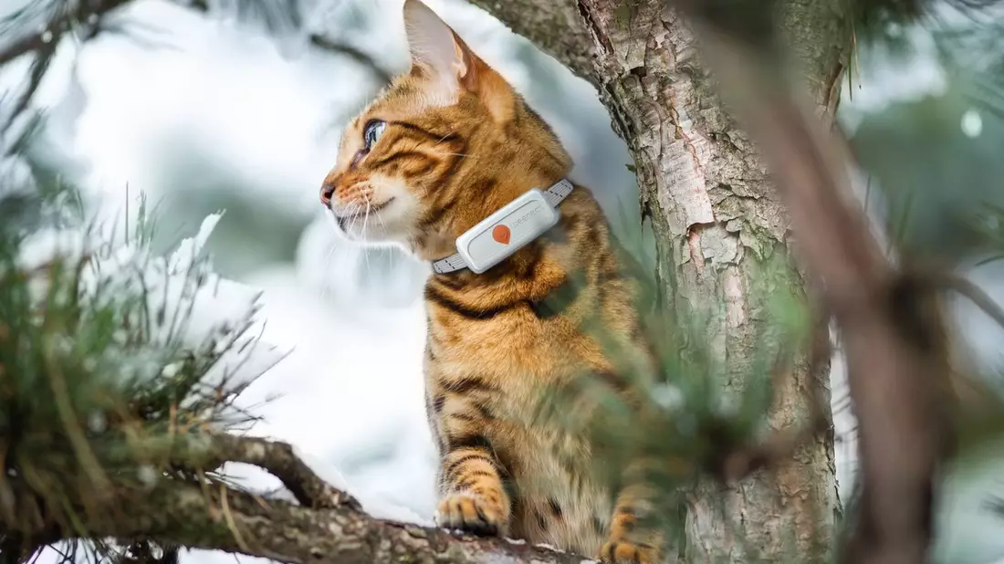 Europäische Studie widerlegt Mythos: Katzenhalsbänder retten Leben, statt sie zu gefährden - Bild: presseportal.de