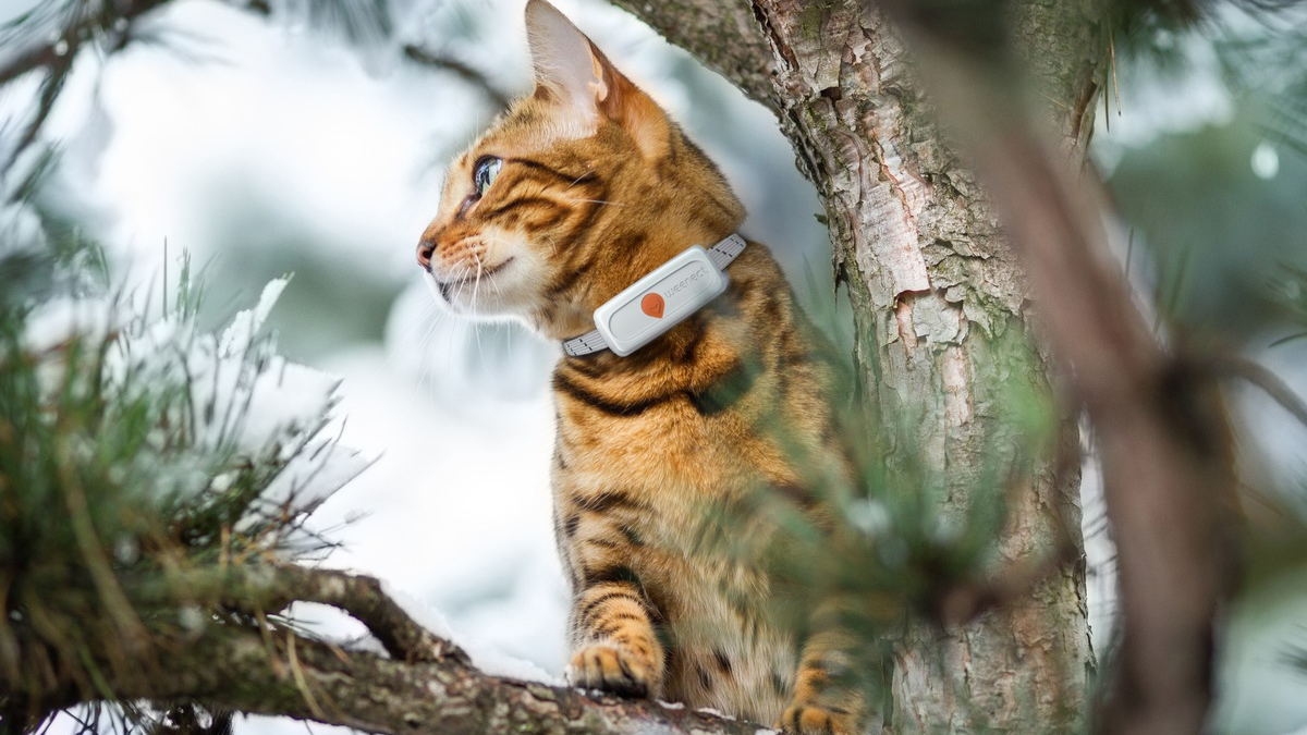 Europäische Studie widerlegt Mythos: Katzenhalsbänder retten Leben, statt sie zu gefährden - Foto: presseportal.de