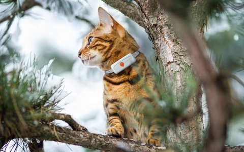 Europäische Studie widerlegt Mythos: Katzenhalsbänder retten Leben, statt sie zu gefährden - Foto: presseportal.de