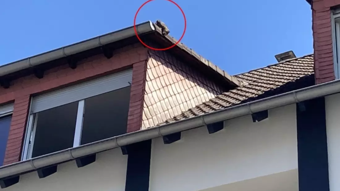 POL-DA: Viernheim: Hitziges Dilemma auf dem Vordach / Einsatzkräfte retten Katze aus luftiger Lage - Bild: presseportal.de